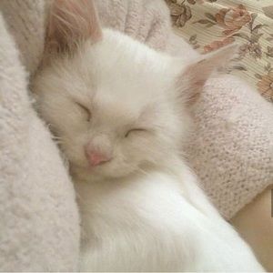 Meet your Posher, Grace